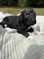 Charlie , a female Poodle - Multi-Colored Standard and Poodle - Standard  for sale in Troy, NH – 2 of 10