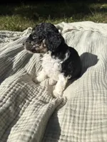 Anchovy, a female Poodle - Multi-Colored Standard and Poodle - Standard  for sale in Troy, NH – 8 of 10