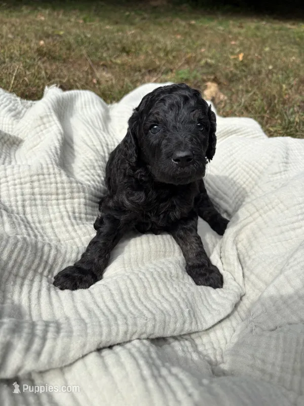 Echo – Poodle - Multi-Colored Standard, Poodle - Standard  puppy for sale in Troy, NH