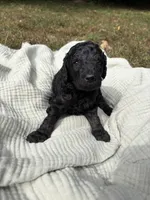 Echo, a female Poodle - Multi-Colored Standard and Poodle - Standard  for sale in Troy, NH – 1 of 10