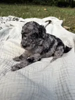 Marlin, a female Poodle - Multi-Colored Standard and Poodle - Standard  for sale in Troy, NH – 4 of 10