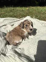 Pike, a male Poodle - Multi-Colored Standard and Poodle - Standard  for sale in Troy, NH – 3 of 10