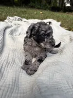 Marlin, a female Poodle - Multi-Colored Standard and Poodle - Standard  for sale in Troy, NH – 2 of 10