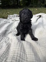 Sardine, a female Poodle - Multi-Colored Standard and Poodle - Standard  for sale in Troy, NH – 7 of 10