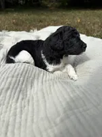 Zeta, a female Poodle - Multi-Colored Standard and Poodle - Standard  for sale in Troy, NH – 7 of 10