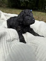 Echo, a female Poodle - Multi-Colored Standard and Poodle - Standard  for sale in Troy, NH – 10 of 10