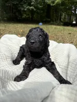 Echo, a female Poodle - Multi-Colored Standard and Poodle - Standard  for sale in Troy, NH – 4 of 10