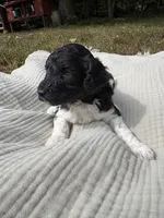 Zeta, a female Poodle - Multi-Colored Standard and Poodle - Standard  for sale in Troy, NH – 6 of 10