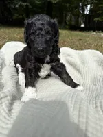 Beta, a female Poodle - Multi-Colored Standard and Poodle - Standard  for sale in Troy, NH – 2 of 10