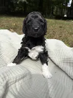 Charlie , a female Poodle - Multi-Colored Standard and Poodle - Standard  for sale in Troy, NH – 4 of 10