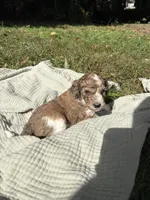 Pike, a male Poodle - Multi-Colored Standard and Poodle - Standard  for sale in Troy, NH – 4 of 10