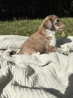 Pike, a male Poodle - Multi-Colored Standard and Poodle - Standard  for sale in Troy, NH – 8 of 10