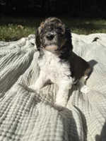 Perch, a female Poodle - Multi-Colored Standard and Poodle - Standard  for sale in Troy, NH – 10 of 10