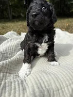 Beta, a female Poodle - Multi-Colored Standard and Poodle - Standard  for sale in Troy, NH – 5 of 10