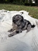 Marlin, a female Poodle - Multi-Colored Standard and Poodle - Standard  for sale in Troy, NH – 8 of 10