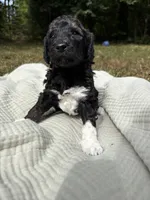 Charlie , a female Poodle - Multi-Colored Standard and Poodle - Standard  for sale in Troy, NH – 10 of 10