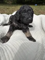 Delta, a female Poodle - Multi-Colored Standard and Poodle - Standard  for sale in Troy, NH – 6 of 10