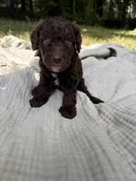 Sturgeon , a male Poodle - Multi-Colored Standard and Poodle - Standard  for sale in Troy, NH – 8 of 10