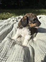 Perch, a female Poodle - Multi-Colored Standard and Poodle - Standard  for sale in Troy, NH – 5 of 10