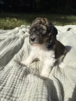 Perch, a female Poodle - Multi-Colored Standard and Poodle - Standard  for sale in Troy, NH – 3 of 10