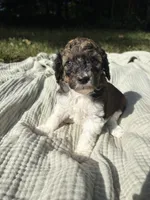 Perch, a female Poodle - Multi-Colored Standard and Poodle - Standard  for sale in Troy, NH – 8 of 10