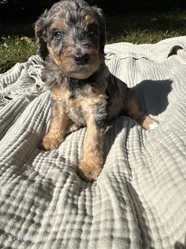 Sunny – Poodle - Multi-Colored Standard, Poodle - Standard  puppy for sale in Troy, NH