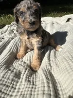 Sunny, a female Poodle - Multi-Colored Standard and Poodle - Standard  for sale in Troy, NH – 1 of 10