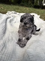 Marlin, a female Poodle - Multi-Colored Standard and Poodle - Standard  for sale in Troy, NH – 9 of 10
