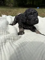Delta, a female Poodle - Multi-Colored Standard and Poodle - Standard  for sale in Troy, NH – 7 of 10