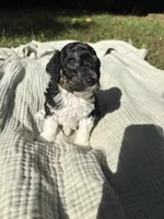 Anchovy, a female Poodle - Multi-Colored Standard and Poodle - Standard  for sale in Troy, NH – 4 of 10