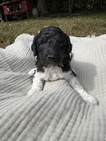 Zeta, a female Poodle - Multi-Colored Standard and Poodle - Standard  for sale in Troy, NH – 9 of 10