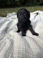 Sardine, a female Poodle - Multi-Colored Standard and Poodle - Standard  for sale in Troy, NH – 5 of 10