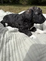 Charlie , a female Poodle - Multi-Colored Standard and Poodle - Standard  for sale in Troy, NH – 3 of 10