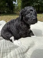 Beta, a female Poodle - Multi-Colored Standard and Poodle - Standard  for sale in Troy, NH – 7 of 10