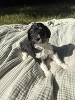 Anchovy, a female Poodle - Multi-Colored Standard and Poodle - Standard  for sale in Troy, NH – 10 of 10