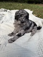 Marlin, a female Poodle - Multi-Colored Standard and Poodle - Standard  for sale in Troy, NH – 10 of 10