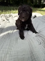 Sturgeon , a male Poodle - Multi-Colored Standard and Poodle - Standard  for sale in Troy, NH – 10 of 10