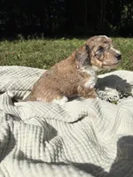 Pike, a male Poodle - Multi-Colored Standard and Poodle - Standard  for sale in Troy, NH – 1 of 10