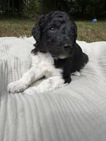 Zeta, a female Poodle - Multi-Colored Standard and Poodle - Standard  for sale in Troy, NH – 3 of 10