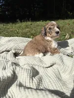 Pike, a male Poodle - Multi-Colored Standard and Poodle - Standard  for sale in Troy, NH – 7 of 10