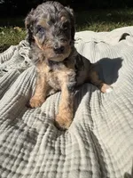 Sunny, a female Poodle - Multi-Colored Standard and Poodle - Standard  for sale in Troy, NH – 5 of 10