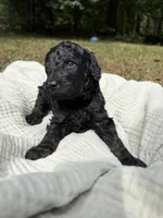 Echo, a female Poodle - Multi-Colored Standard and Poodle - Standard  for sale in Troy, NH – 7 of 10