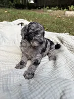 Marlin, a female Poodle - Multi-Colored Standard and Poodle - Standard  for sale in Troy, NH – 3 of 10