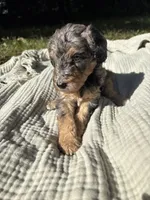 Sunny, a female Poodle - Multi-Colored Standard and Poodle - Standard  for sale in Troy, NH – 8 of 10