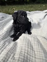 Sardine, a female Poodle - Multi-Colored Standard and Poodle - Standard  for sale in Troy, NH – 8 of 10