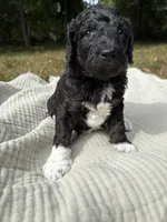 Beta, a female Poodle - Multi-Colored Standard and Poodle - Standard  for sale in Troy, NH – 9 of 10