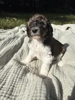 Perch, a female Poodle - Multi-Colored Standard and Poodle - Standard  for sale in Troy, NH – 4 of 10