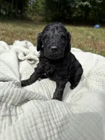 Echo, a female Poodle - Multi-Colored Standard and Poodle - Standard  for sale in Troy, NH – 8 of 10