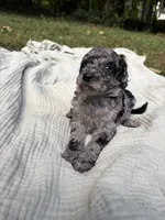 Marlin, a female Poodle - Multi-Colored Standard and Poodle - Standard  for sale in Troy, NH – 5 of 10