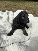 Echo, a female Poodle - Multi-Colored Standard and Poodle - Standard  for sale in Troy, NH – 2 of 10